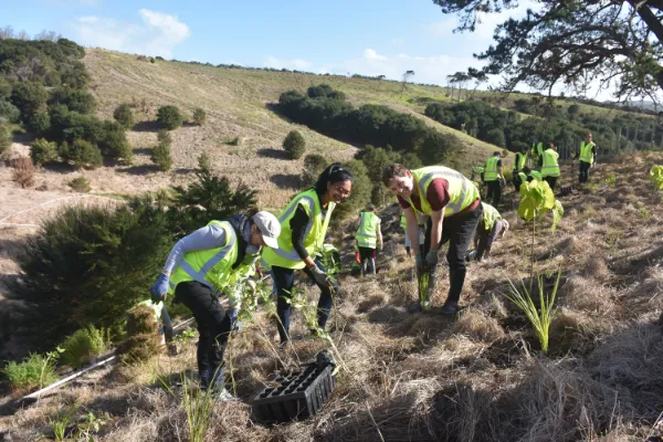 Programas de voluntariado en Nueva Zelanda