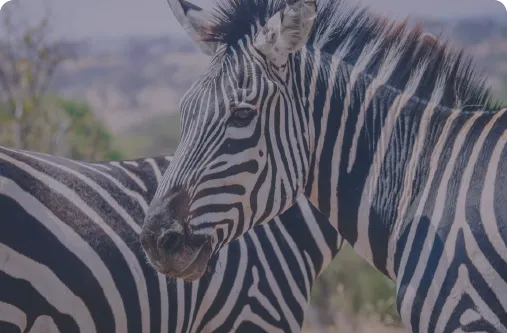 Cultura safari en Tanzania